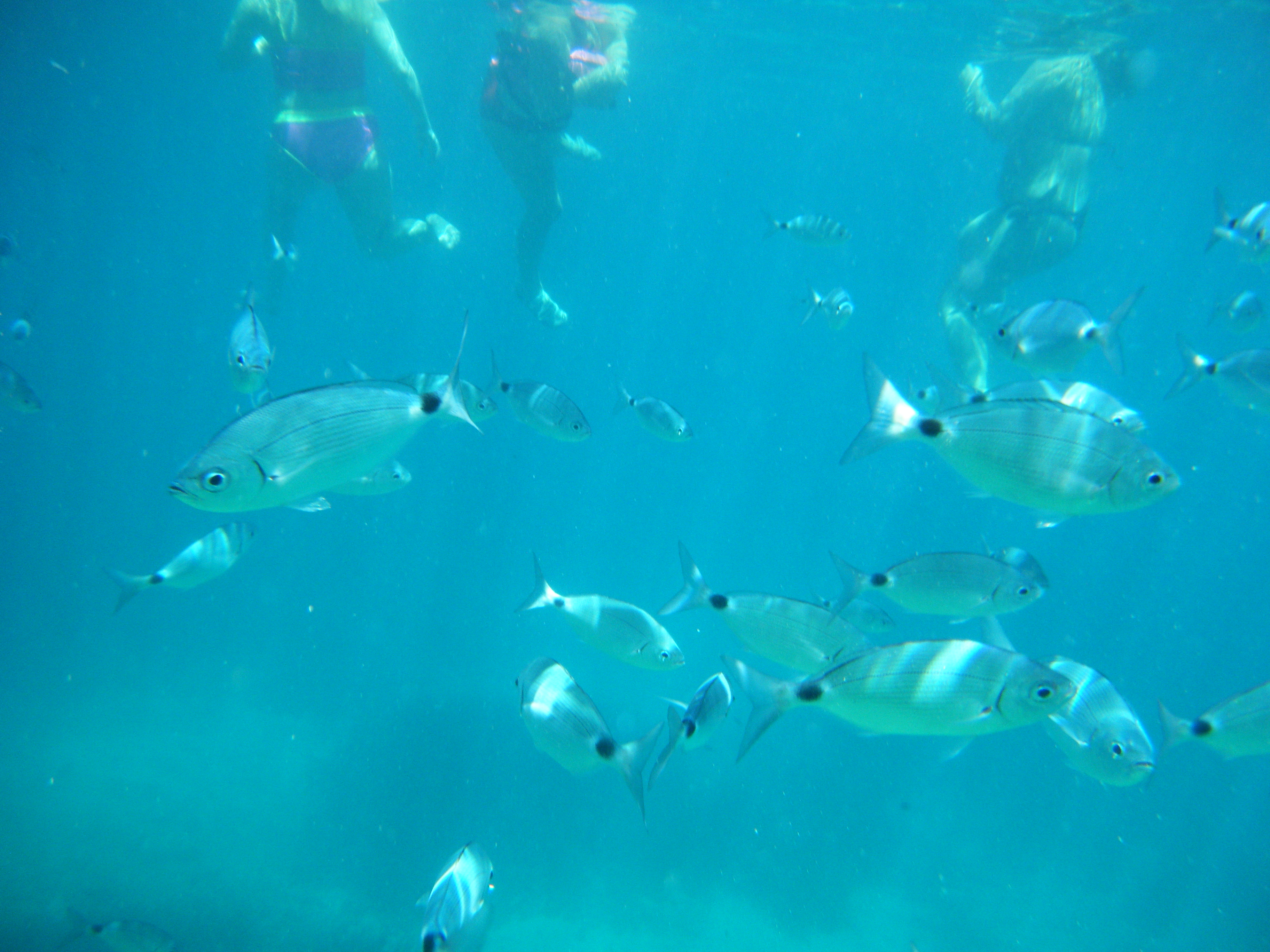 Fish