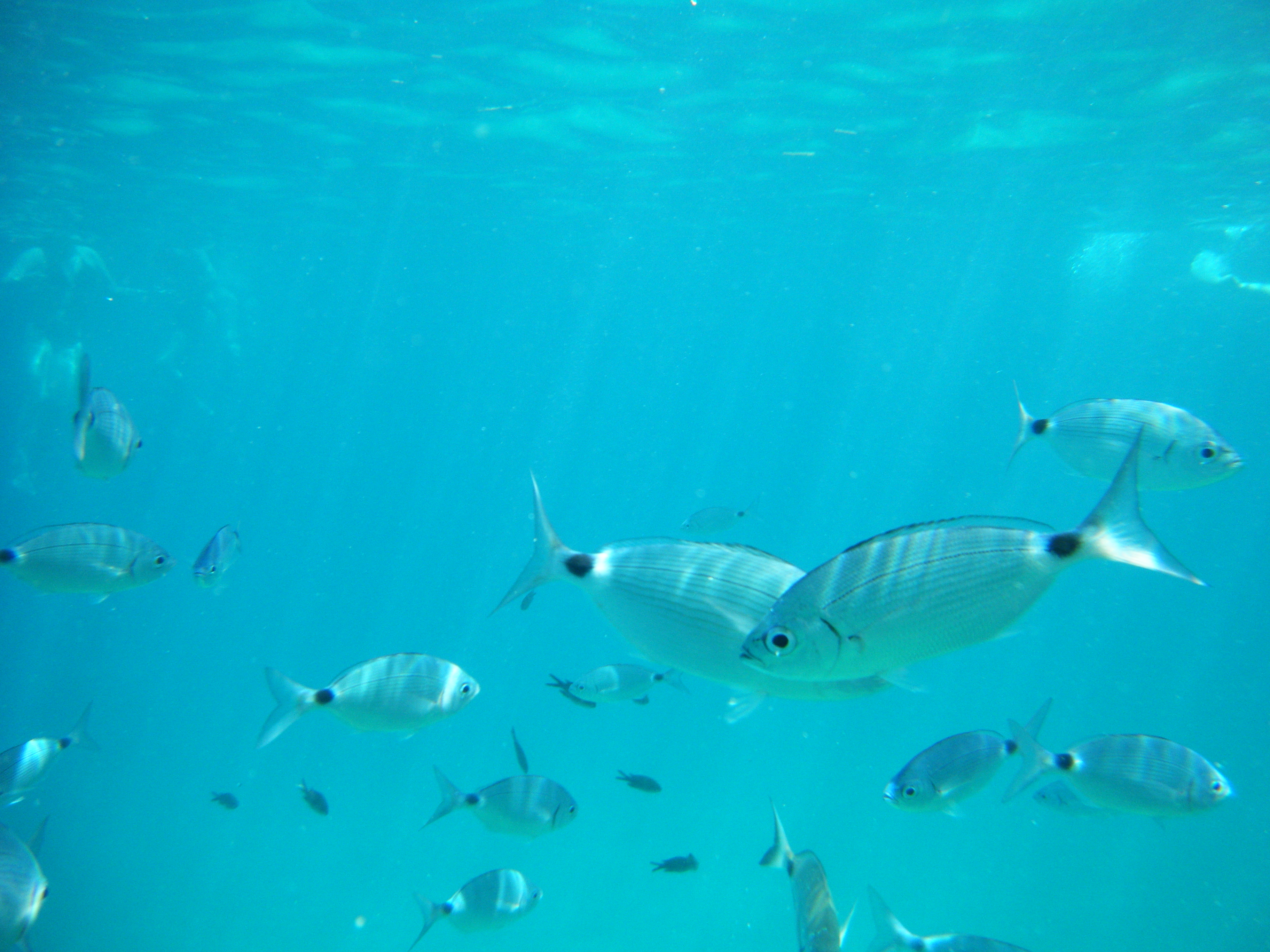 Fish