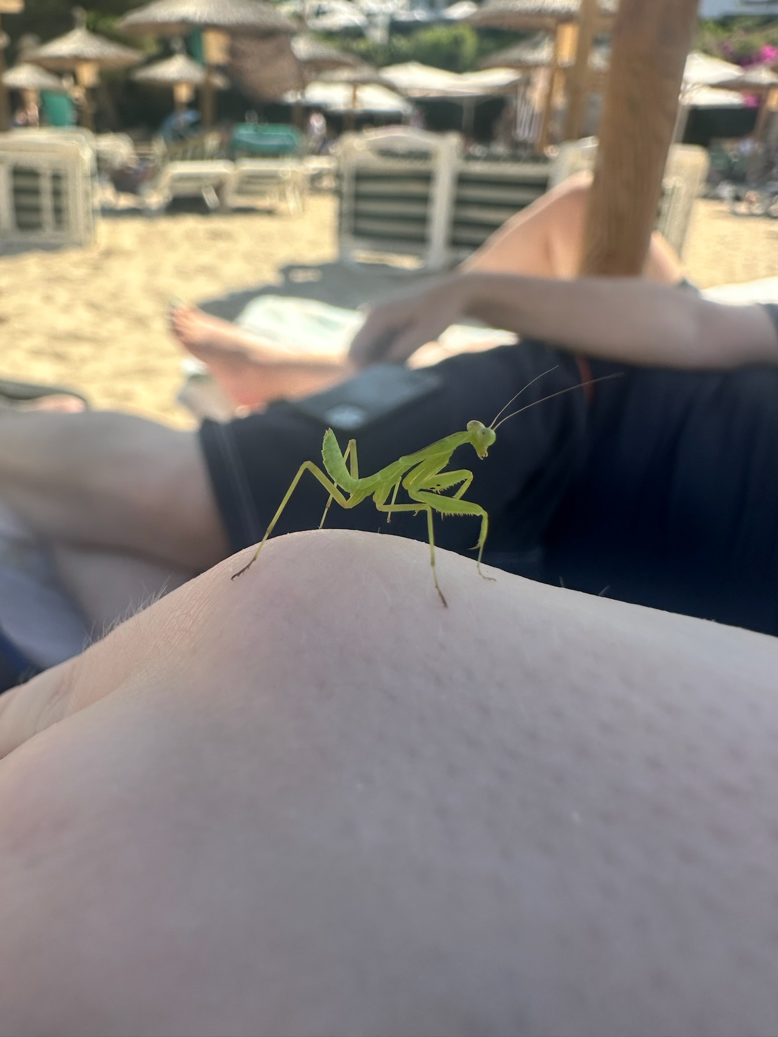 Mantis