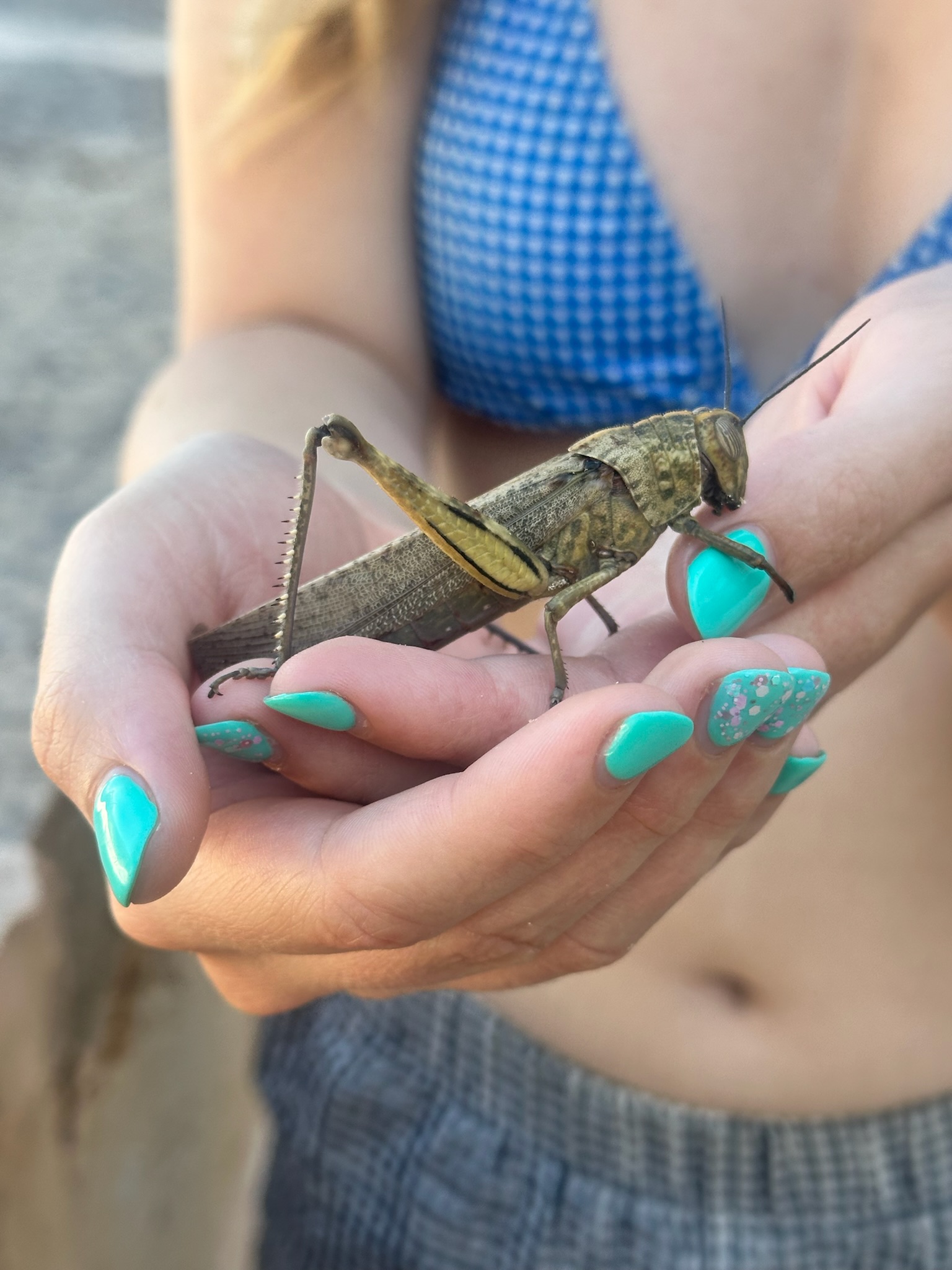 Grasshopper and Ella