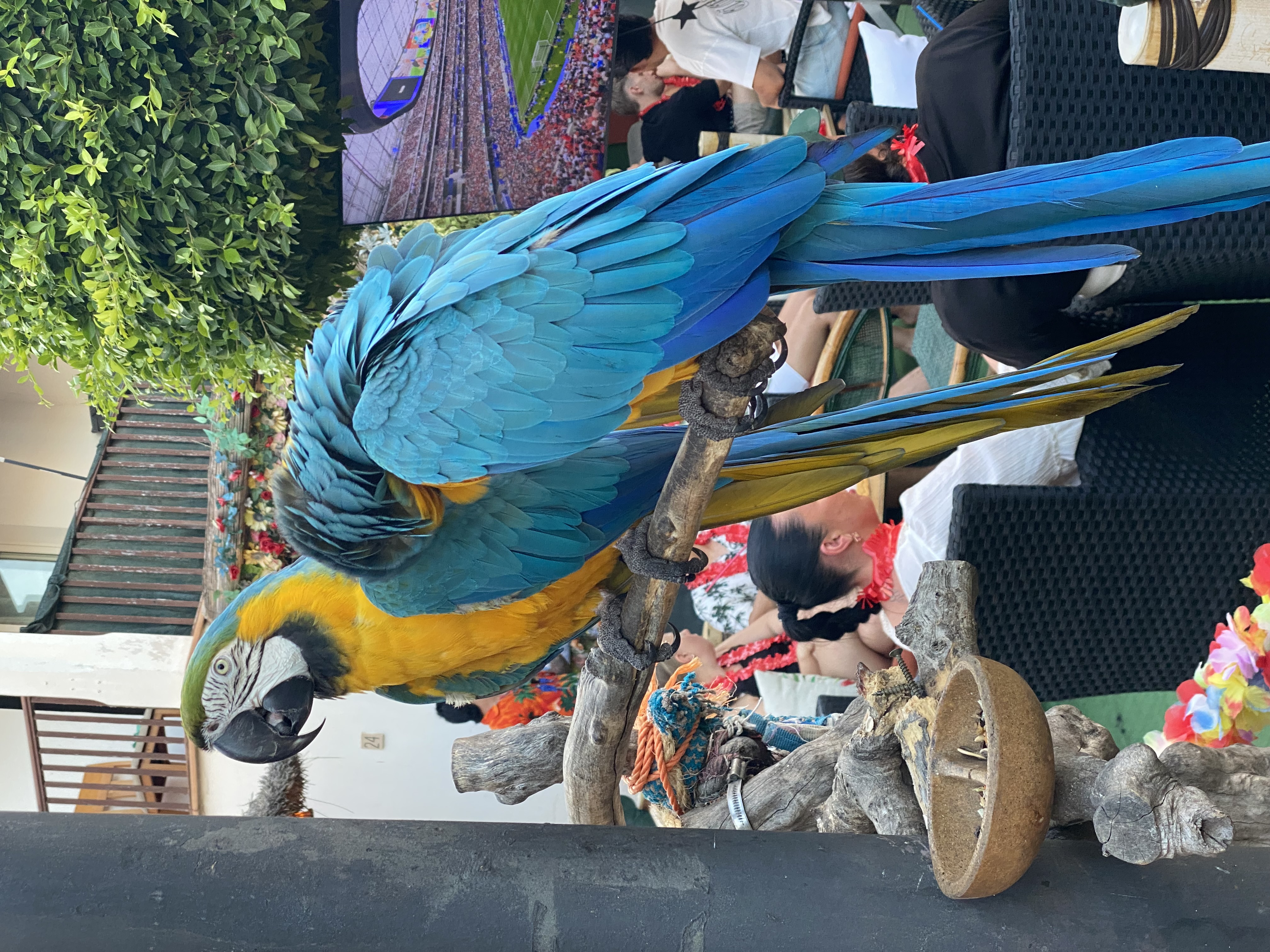 Parrots