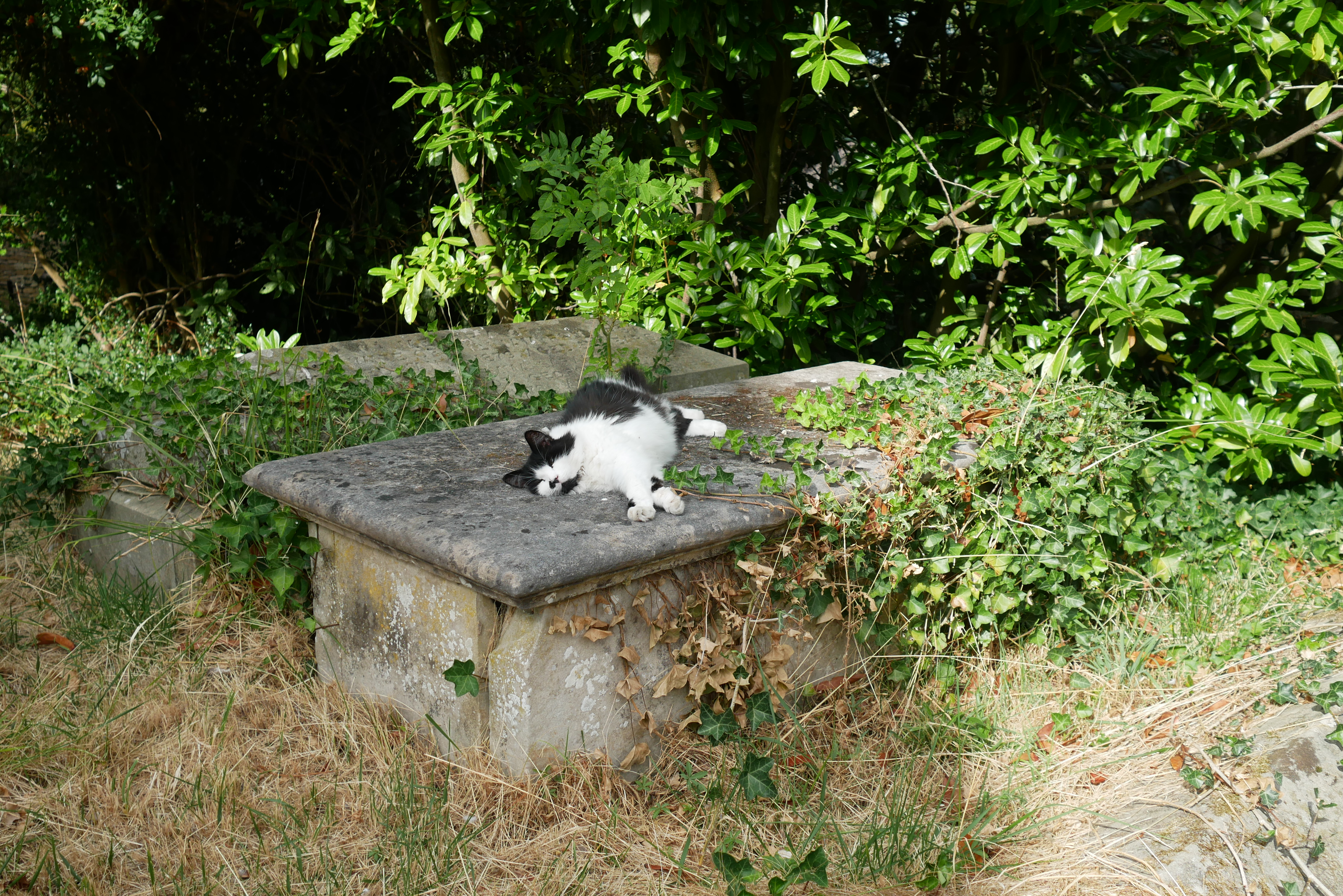 Cat napping